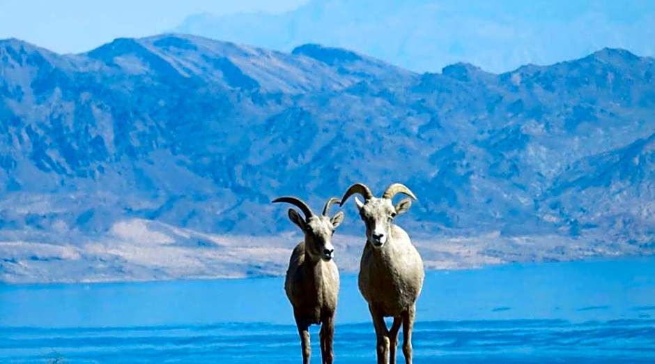 Lake Mead Inn