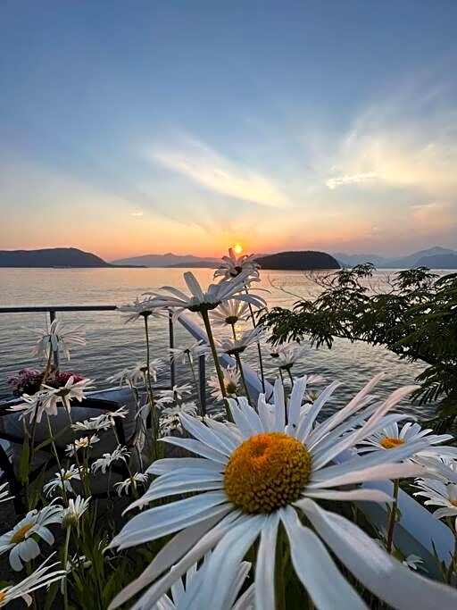 Dream House -Water Lily