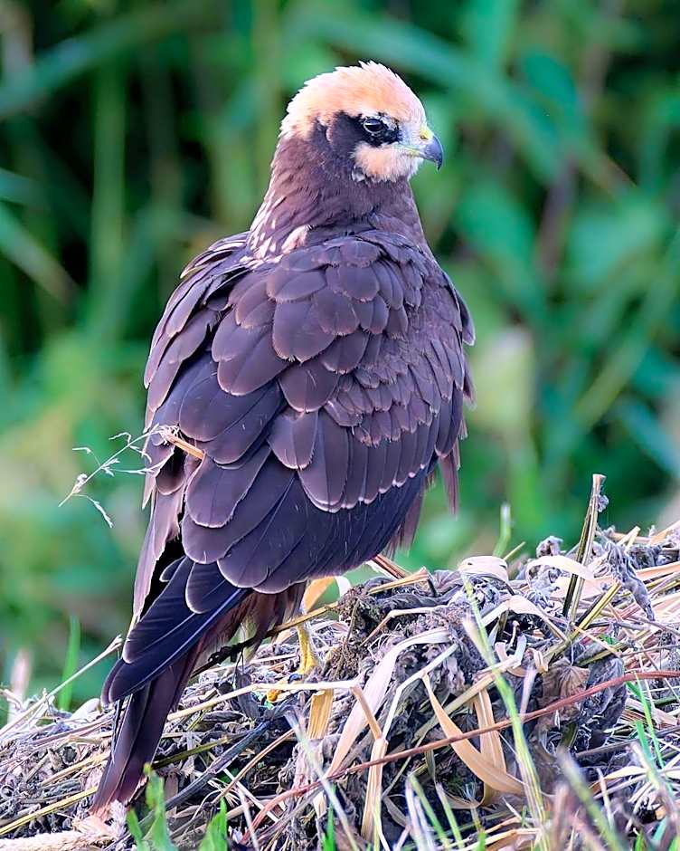 Weerribben Wieden gastenverblijf