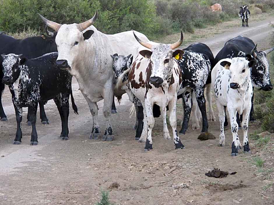 Sneeuberg Nature Reserve