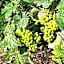 Il Vitigno di Dioniso