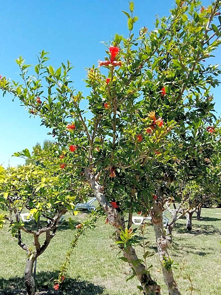 Tenuta degli Agrumi