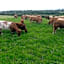 Cedar Lodge Self Catering Accommodation H91 CF9D