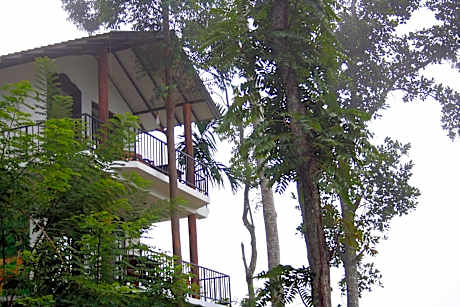 Hill Forest Cottage