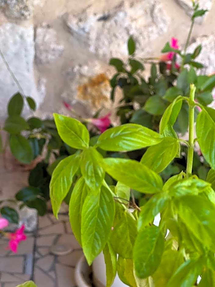 B&B Casale Pietrantica Tropea