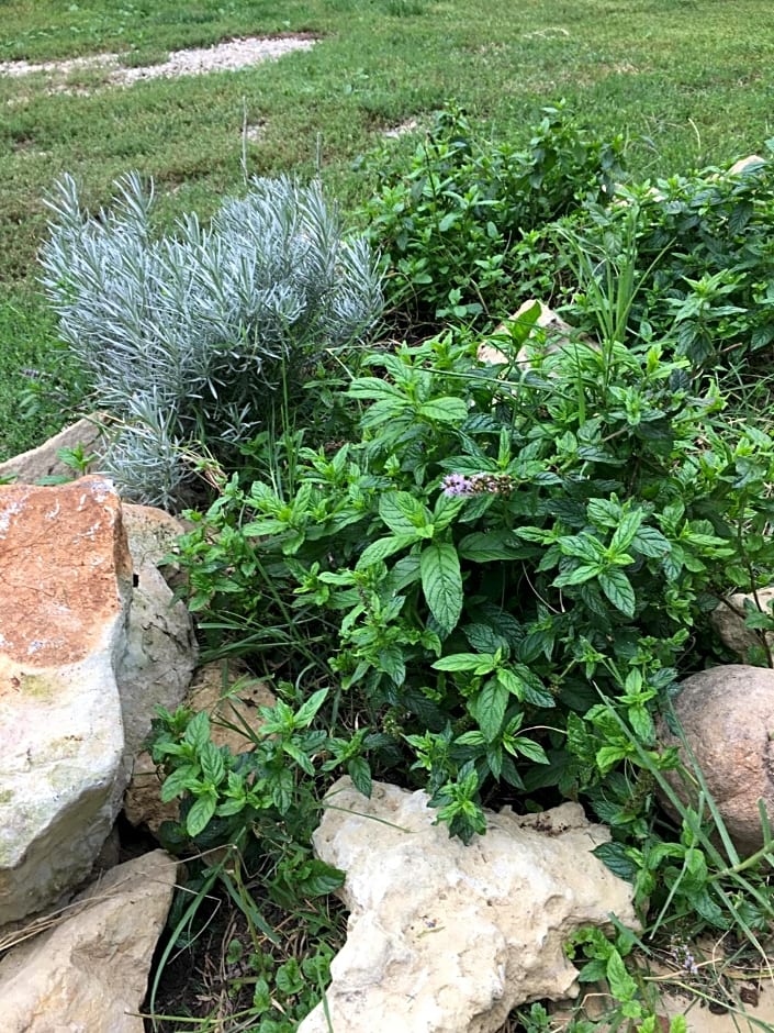 B&B La Semplice Nel Verde