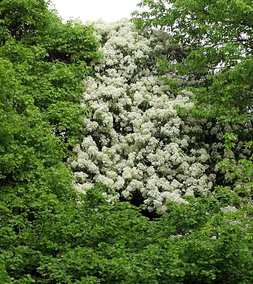 B&B Giardino Jappelli (Villa Ca' Minotto)