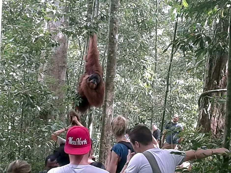 ORANGUTANTREKSUMATRA & LOVELY JUNGLE LODGE only book IF you are treking with us