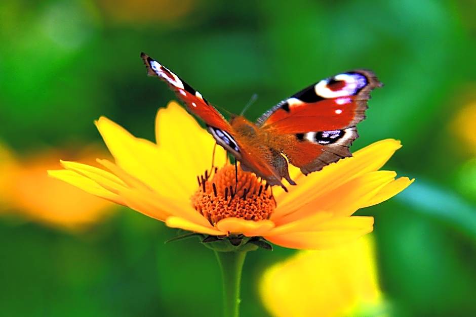 Białowieska Leśniczówka "U Jasia i Małgosi"