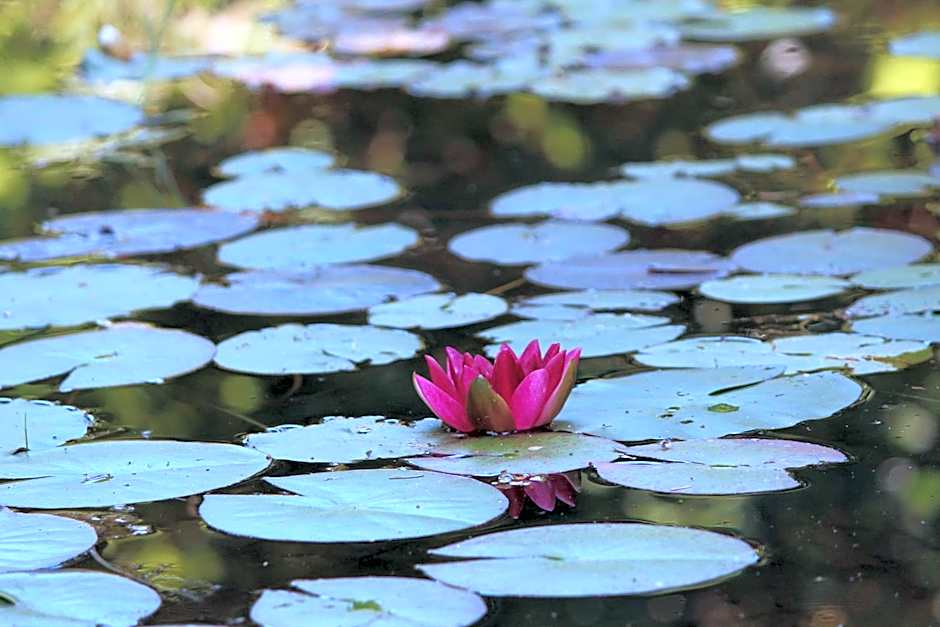 Eco-Resort Parco Botanico Fiorlago