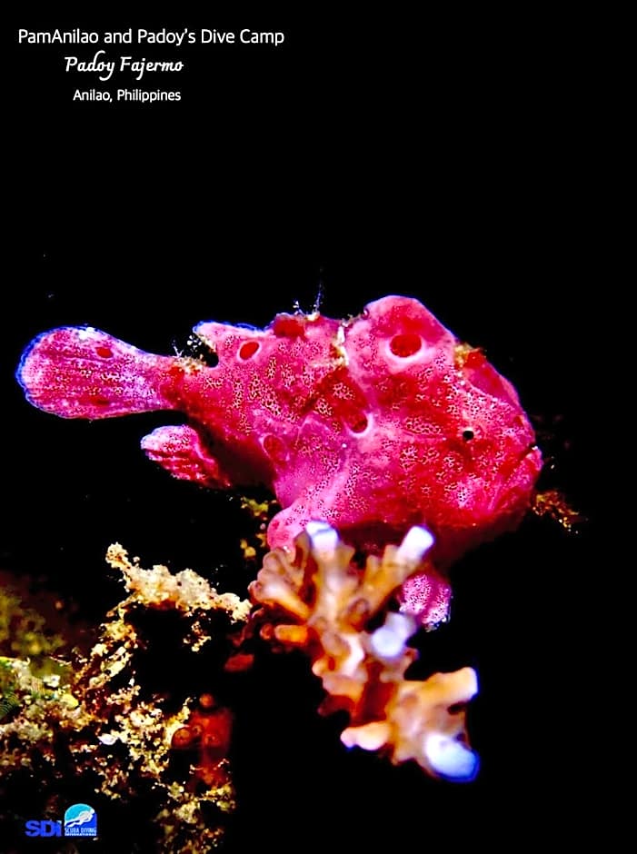 PamAnilao and Padoy's Dive Camp