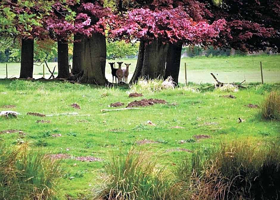 The Sherwood Hideaway Lodges