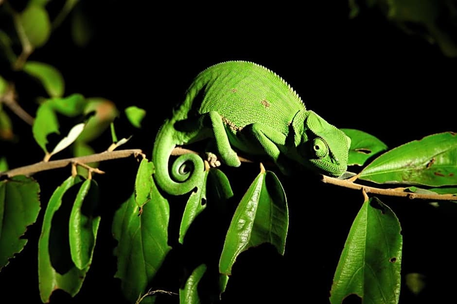 Ivory Wilderness River Rock Lodge
