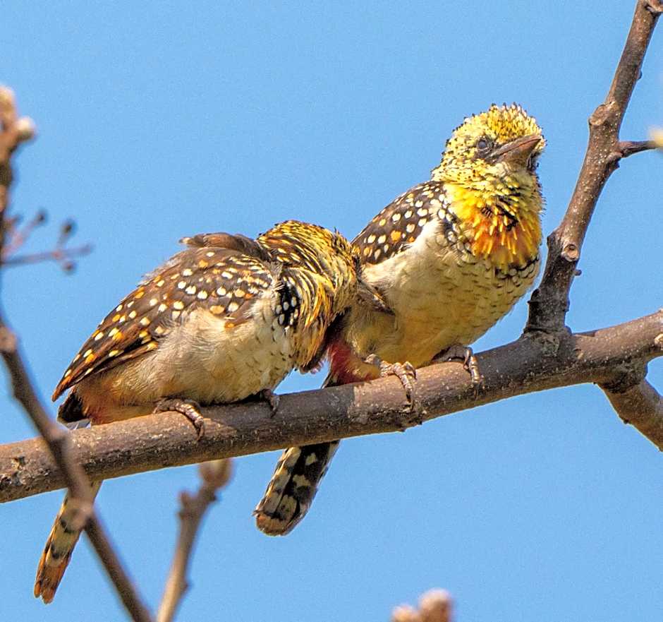 Tanzanice Farm Lodge