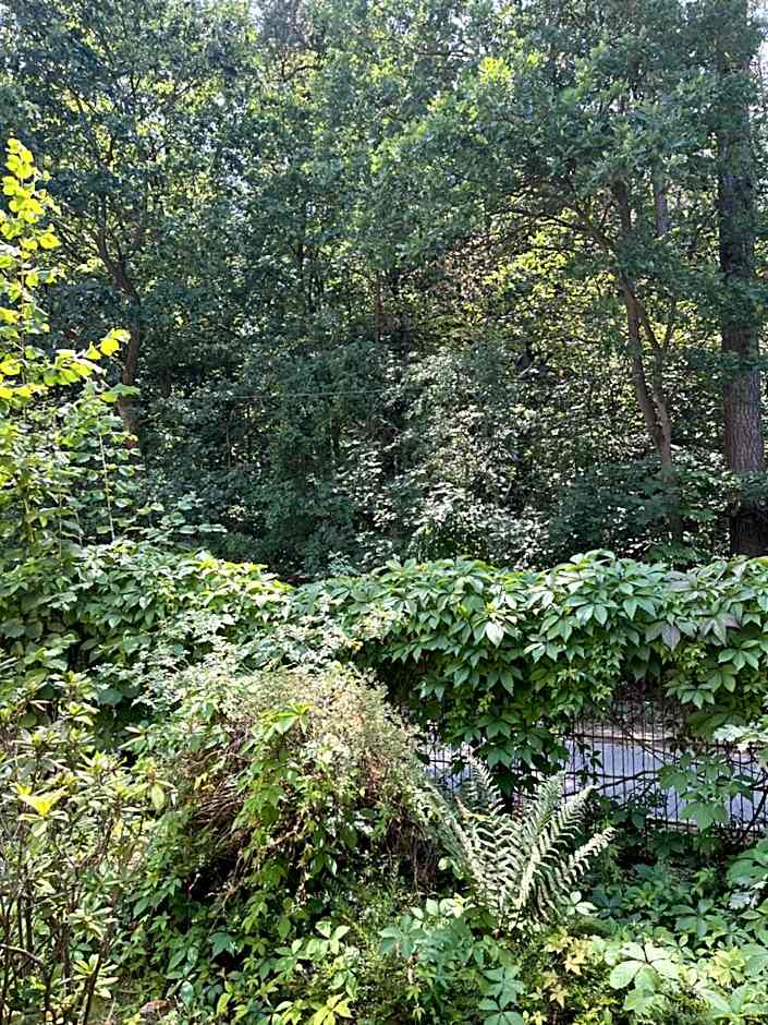 Waldwerk Wurlgrund Lychen