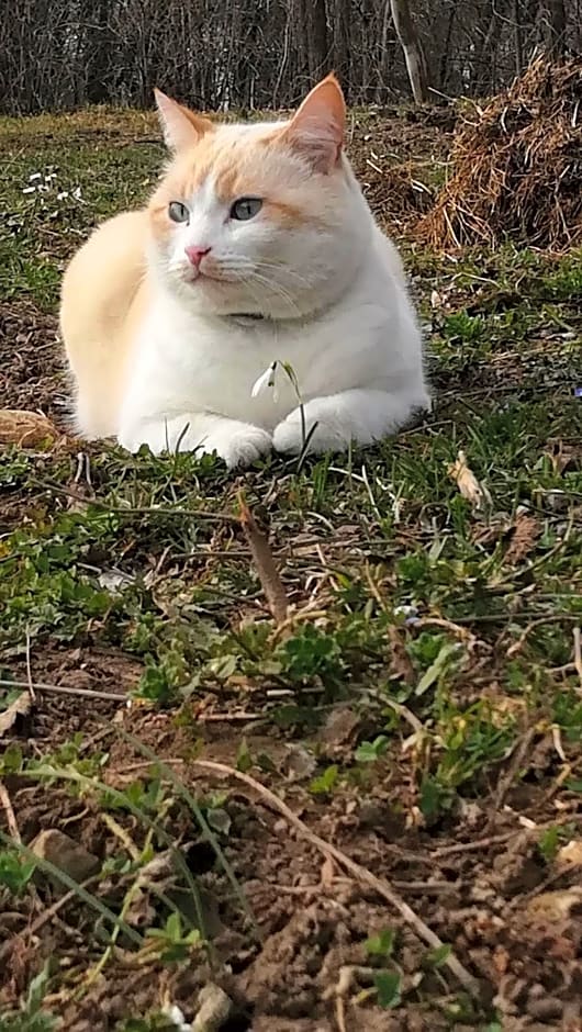 B&B Panorama Dolomiti