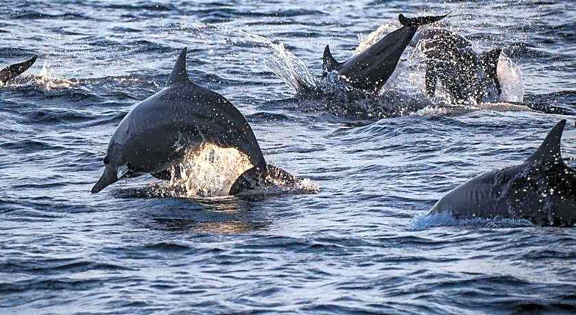 Aneka Lovina Villas & Spa