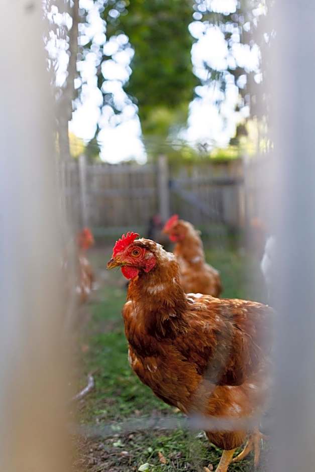 Château de Collias - Maison de Vacances