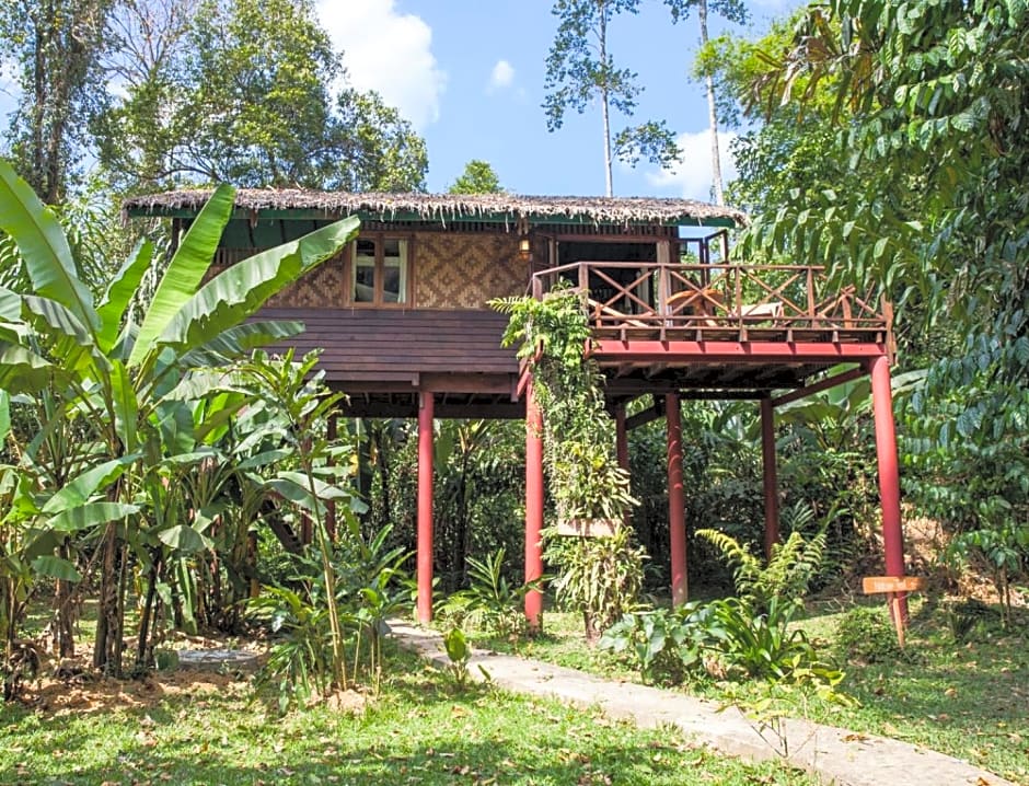 Our Jungle House