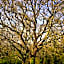 Aux Arbres Chanteurs