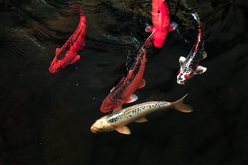 Tathra Beach House Holiday Apartments