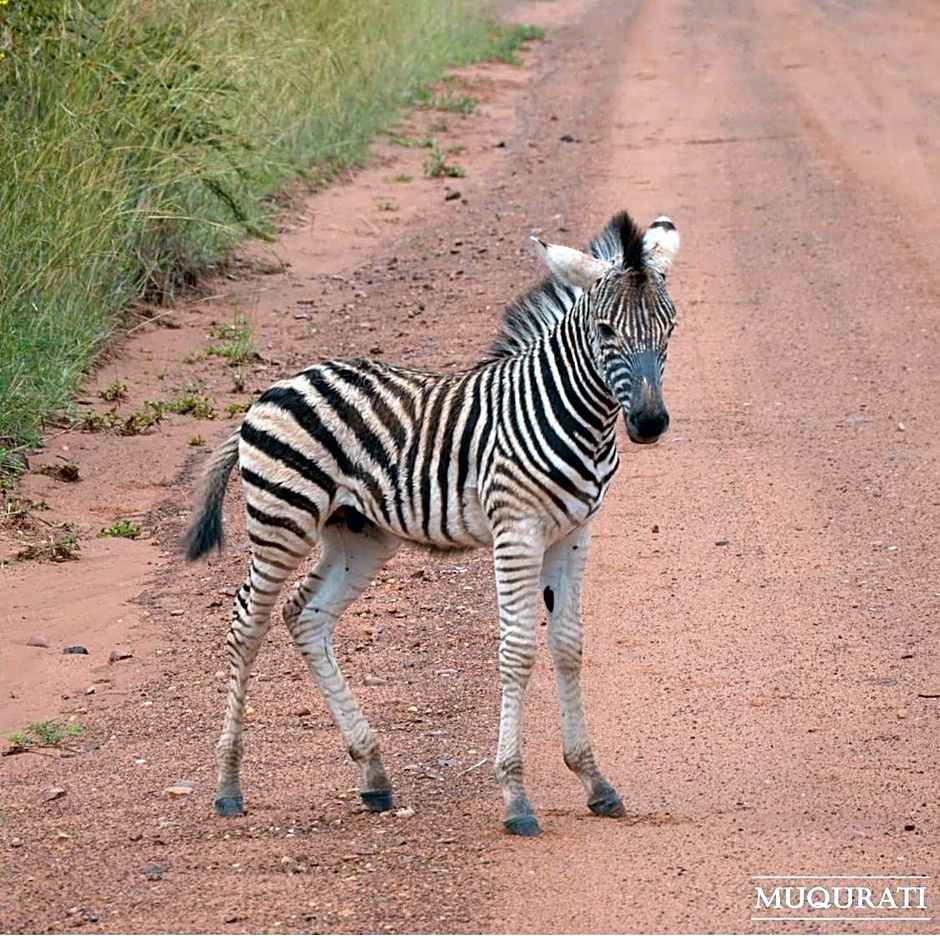 Muqurati Lodge - Dinokeng Game Reserve