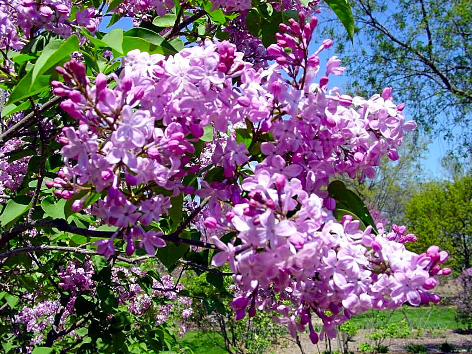 Crowne Plaza Hotel Glen Ellyn/Lombard By IHG