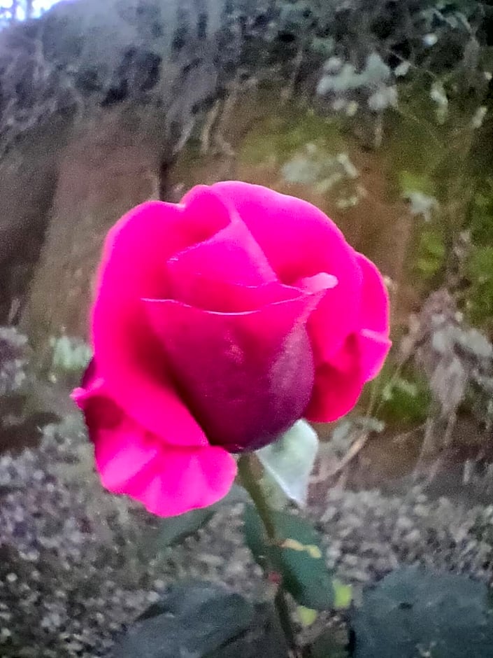 La staccionata bianca