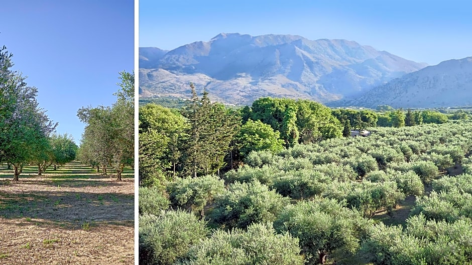 Vardis Olive Garden Hotel