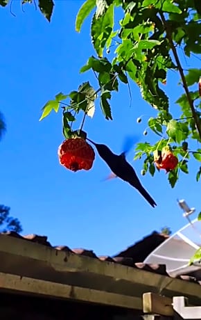 Casa Mico Leão Dourado