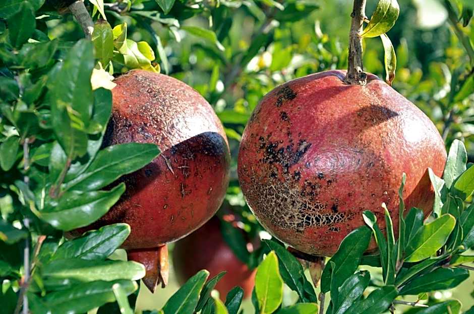 Cirali Armira Bungalow