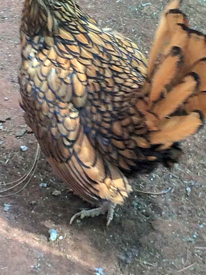 The Cradle Berry Farm