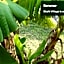 9B EKAHI VILLAGE-STUDIO BATH, GARDEN VIEW - 1 MINUTE STROLL to BEACH!