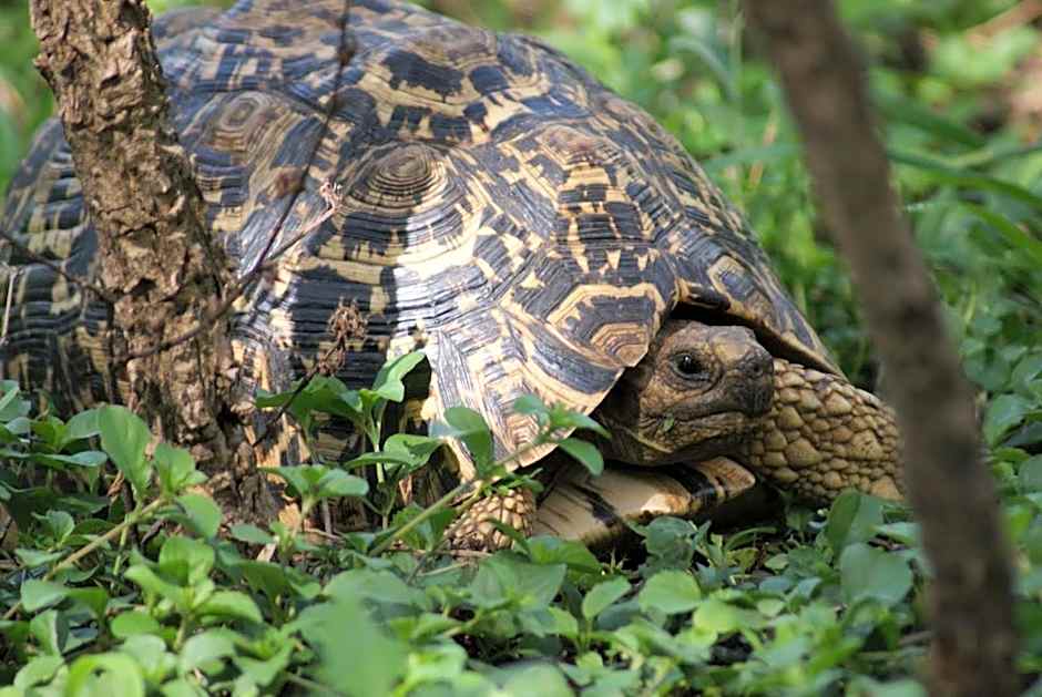 African Sunrise Lodge and Campsite
