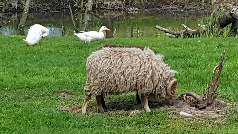 Bed & Breakfast De Koegang