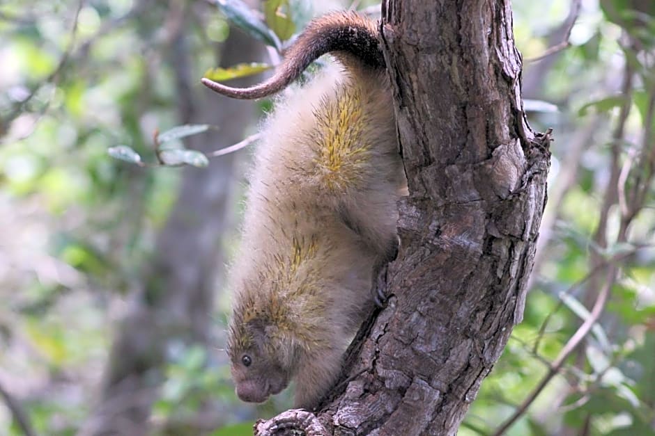 Aruá Observação de Vida Silvestre
