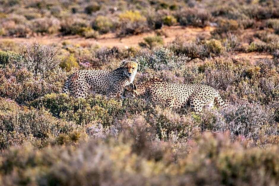 Inverdoorn Game Reserve Lodge