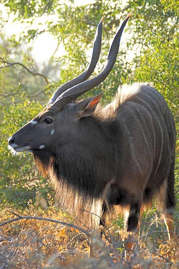 Bushbaby River Lodge