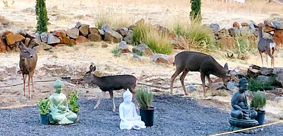 Quiet Mind Mountain Retreat