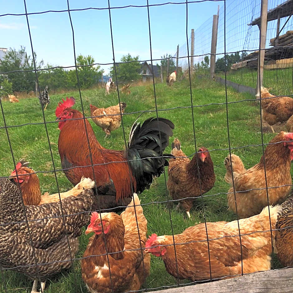 Pokoje Gościnne "U Elżbiety" 2 przy stoku narciarskim