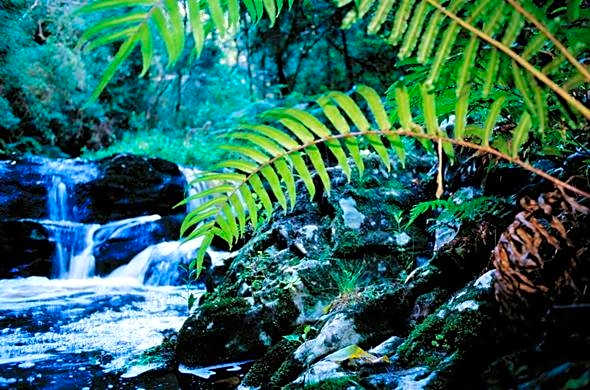 Trogon House and Forest Spa