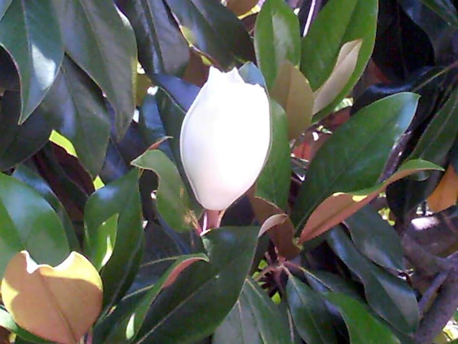 Il Giardino di Tonia - Oplontis Guest House - Bed & Garden -