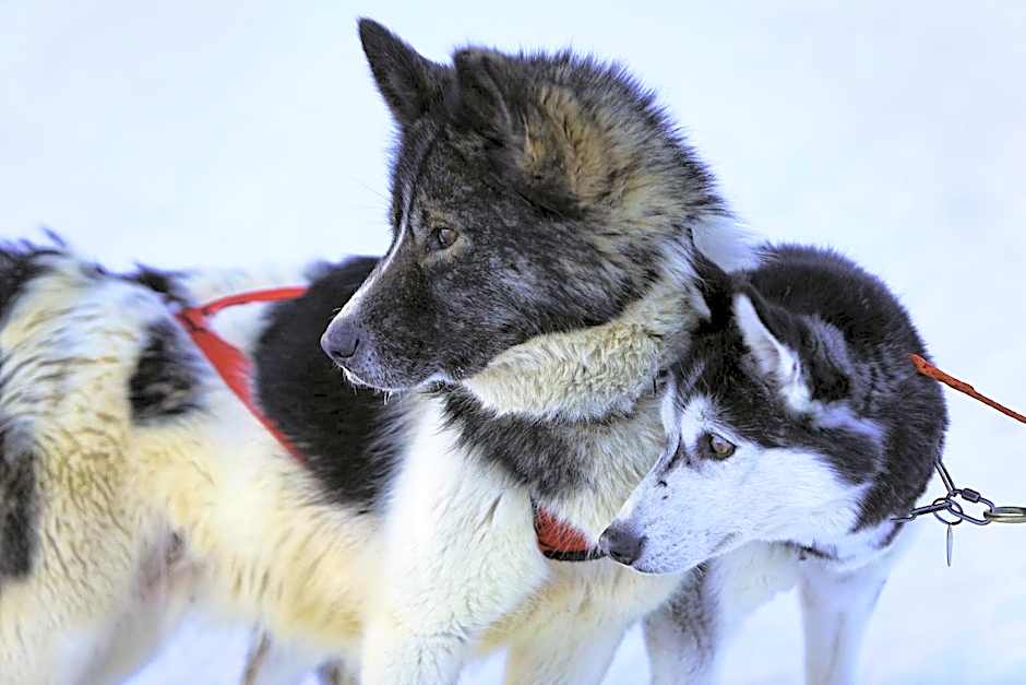 Chalet-Hôtel Les Rhodos