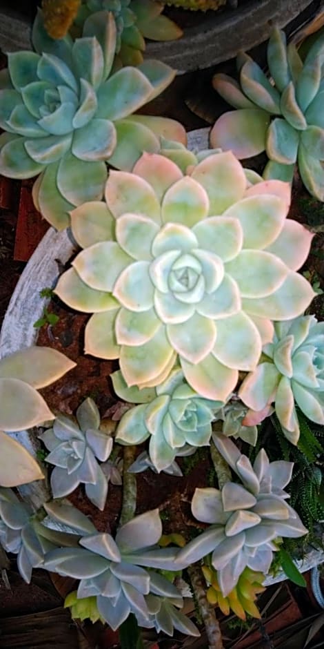 Café com Arte Pousada Ecológica