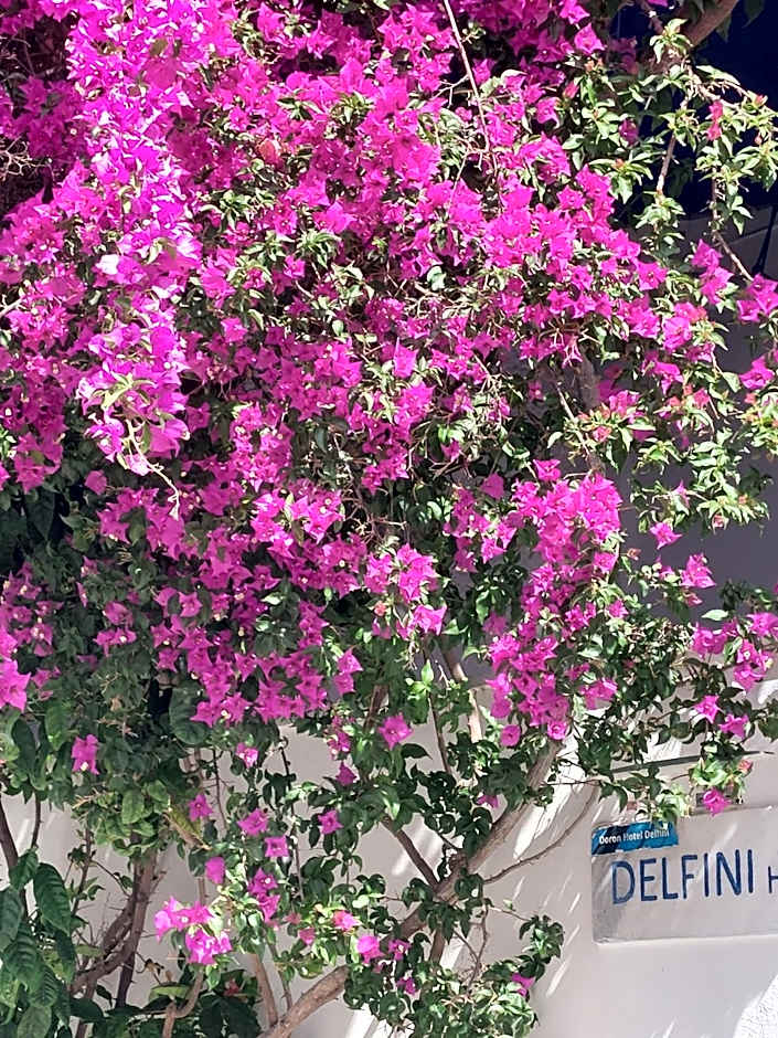 Doron Hotel Delfini