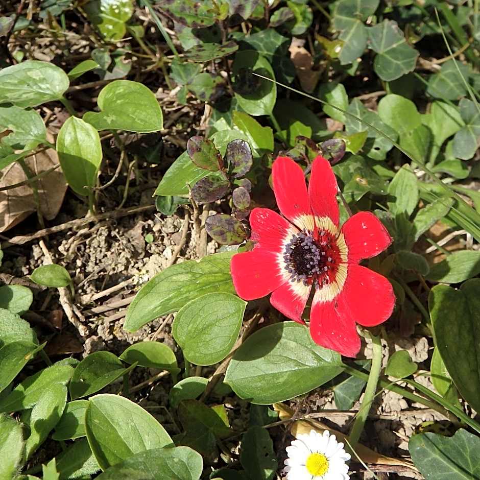 L'oustal des Fontanilles