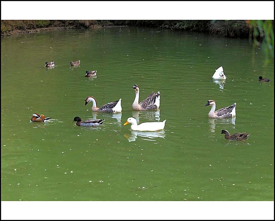 Il Poggio degli Olivi