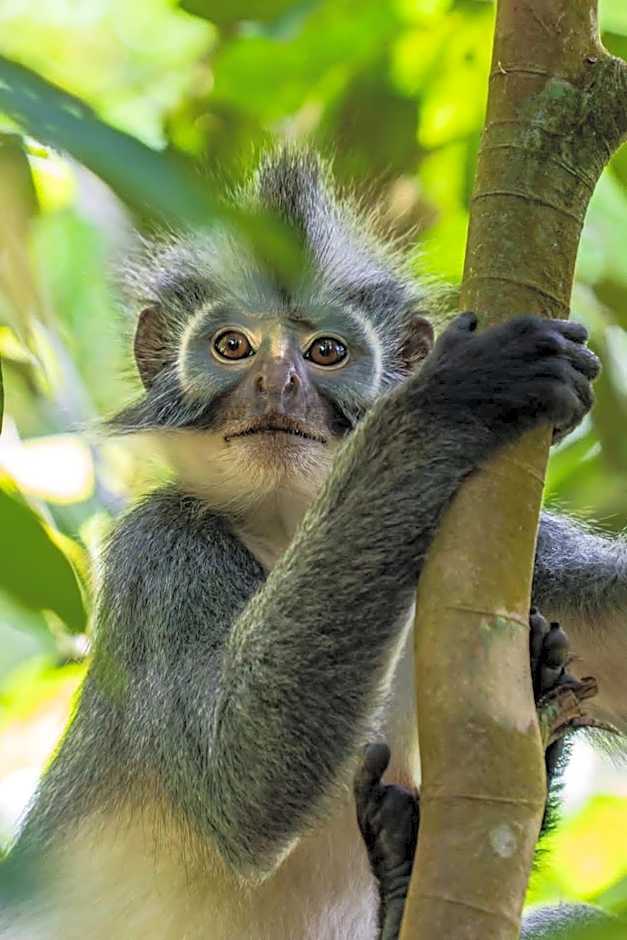 Asim Paris Guesthouse & jungle trekking