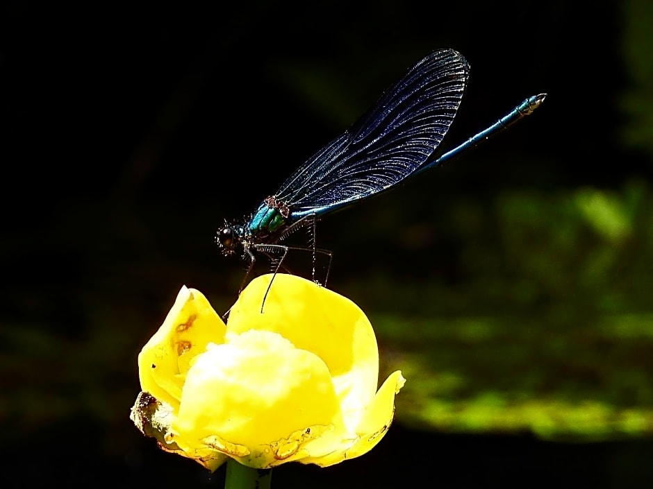 Dom letniskowy POŚRÓD KASZUBSKIEGO LASU