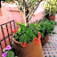 Riad Aventurine